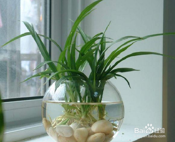 容易存活的水培植物有哪些