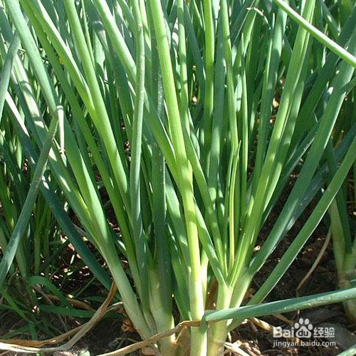 小香葱的养殖方法有哪些？