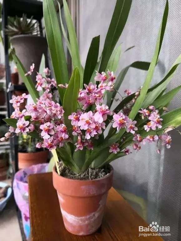 春节4种“兰花”放家里，花开芬芳比香水好闻