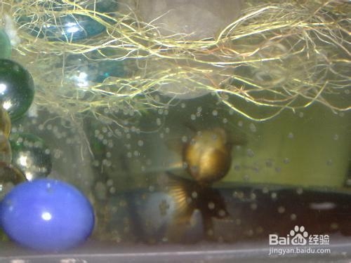 鱼缸有腥味怎么办