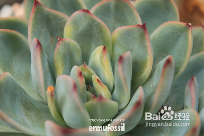 【多肉植物知识】多肉植物中的“缀化-锦-群生”
