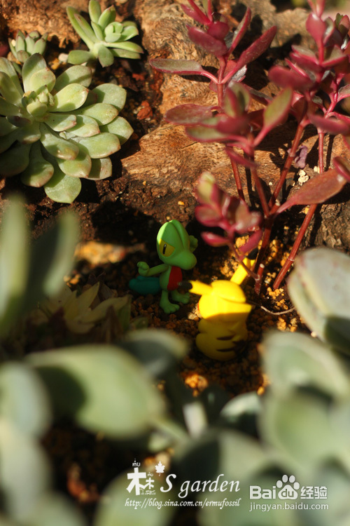 植物摄影小窍门+皮神山大王记