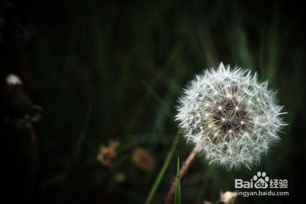 蒲公英最佳的晒干方法
