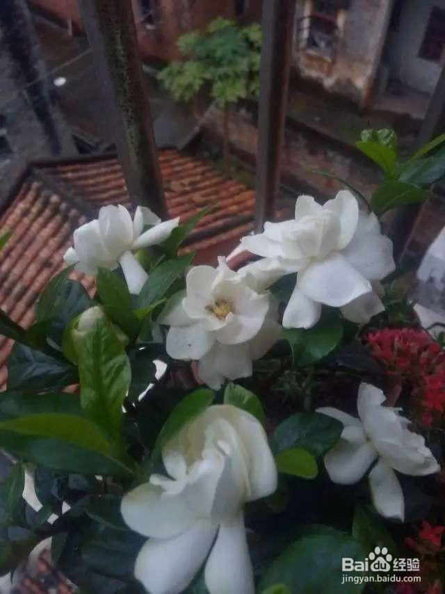 栀子花每次开花都太袖珍，如何让它变更大？