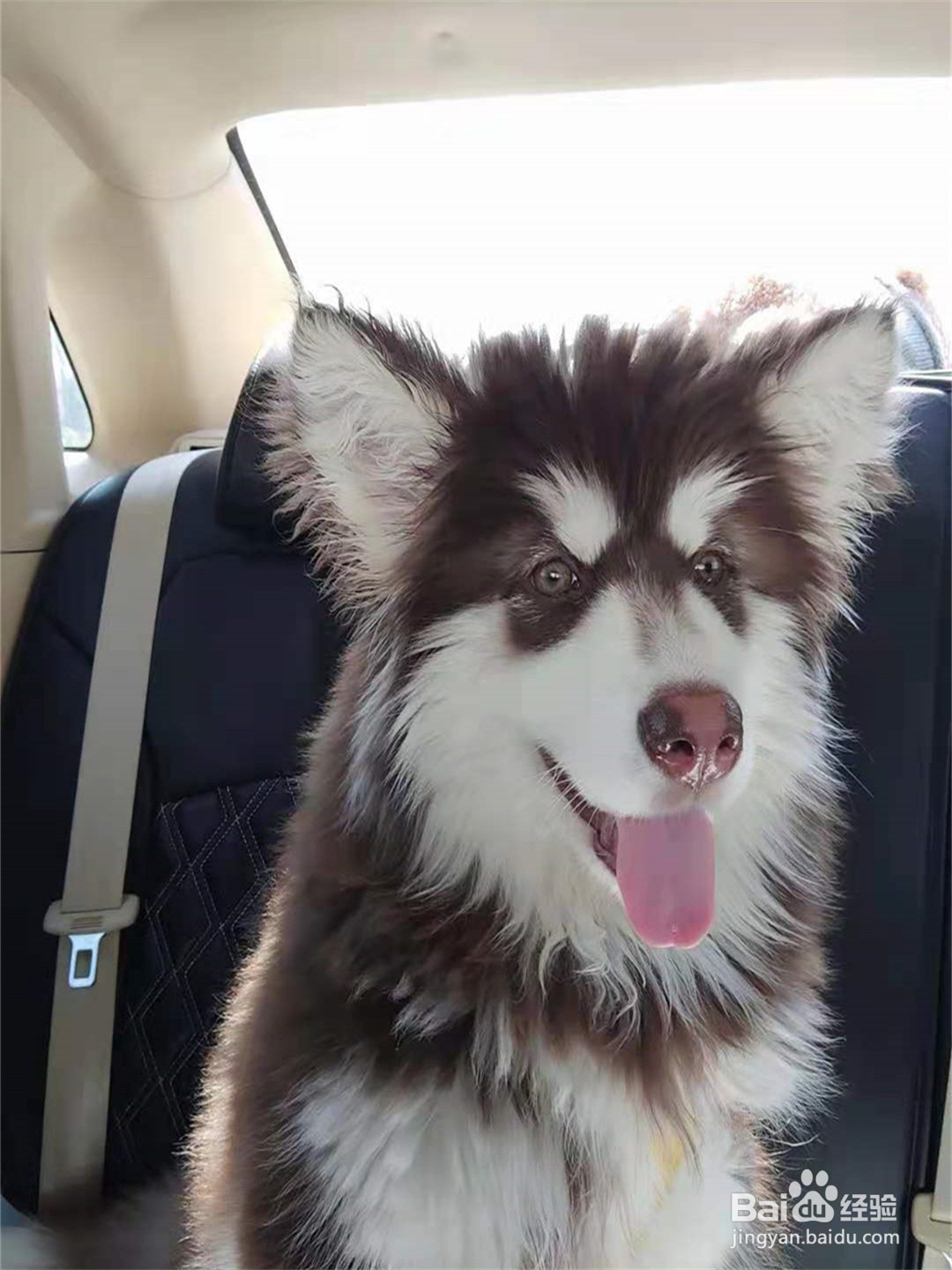 如何教会狗狗定点上厕所