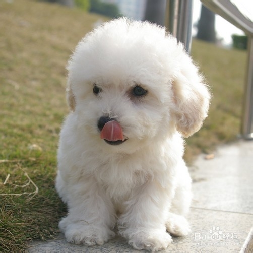比熊犬的饲喂注意事项
