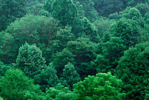 针叶林，阔叶林，硬叶林有什么的不同