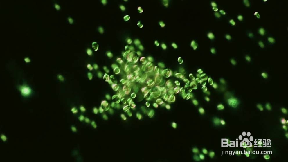 雨水收集后怎么保存浇花