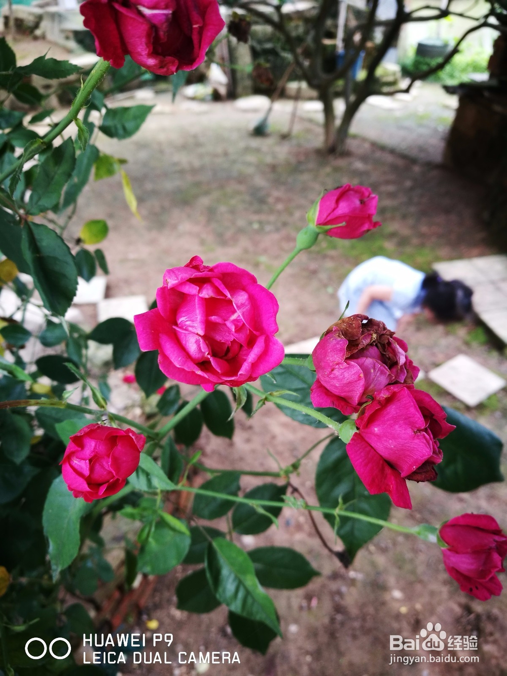 用华为P9如何拍出单反的感觉