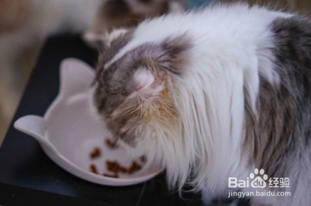 怎么让挑食的猫吃猫粮