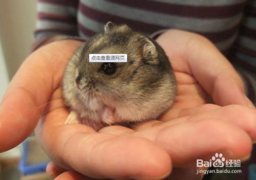 百度经验