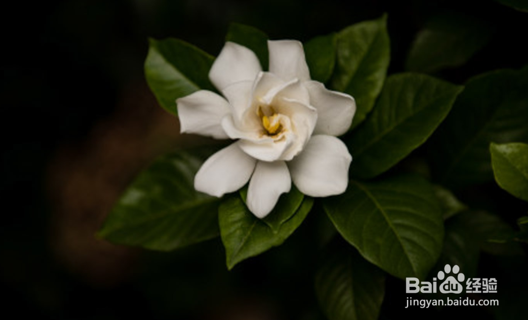 栀子花怎样养才能花开不断