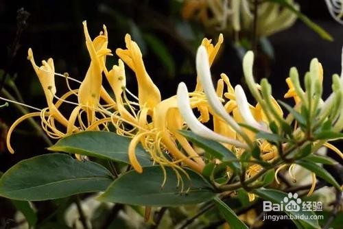 如何认知金银花的功效