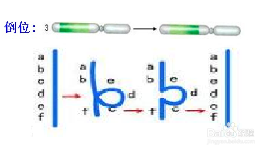 染色体结构变异类型