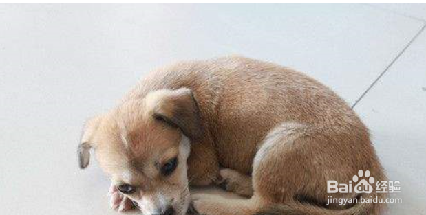 狗狗得了鞭毛虫怎么治