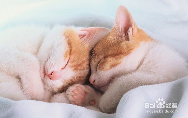 小猫多大可以驱虫？幼猫用药注意事项