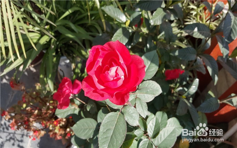 我为什么爱养花