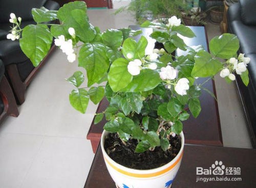 怎么才能让茉莉花开爆盆