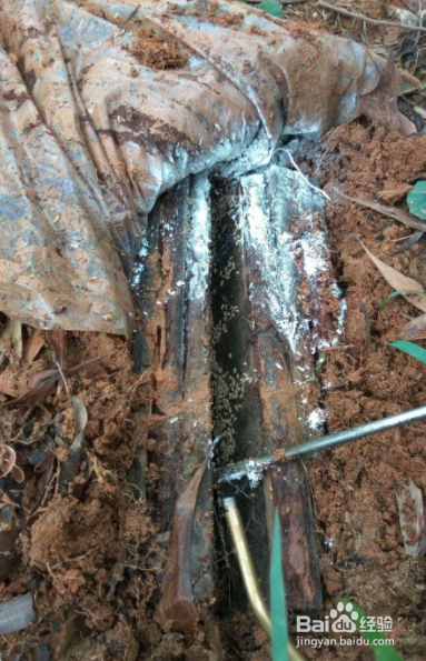 家里有白蚂蚁怎么能彻底消灭