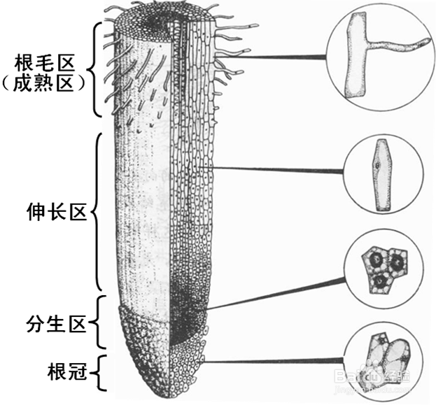 如何操作高中生物有丝分裂实验