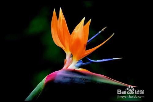 鹤望兰如何养护开的好？