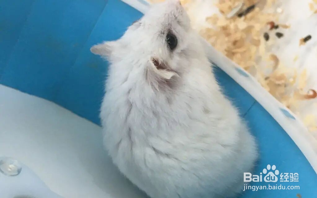 如何判断仓鼠香腺需要清理